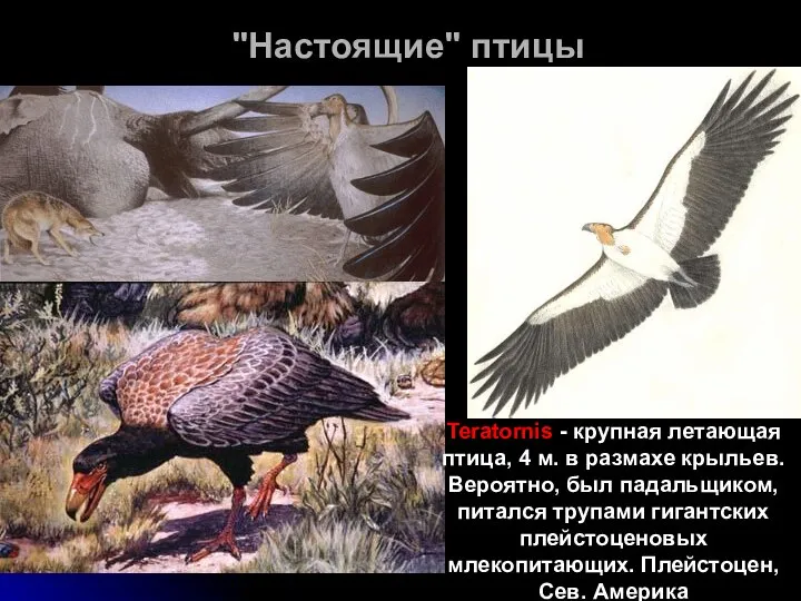 "Настоящие" птицы Teratornis - крупная летающая птица, 4 м. в размахе