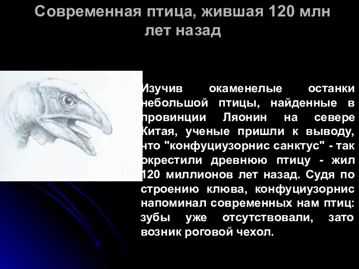 Современная птица, жившая 120 млн лет назад Изучив окаменелые останки небольшой