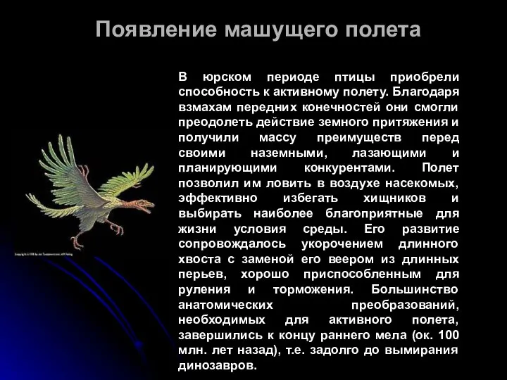 Появление машущего полета В юрском периоде птицы приобрели способность к активному