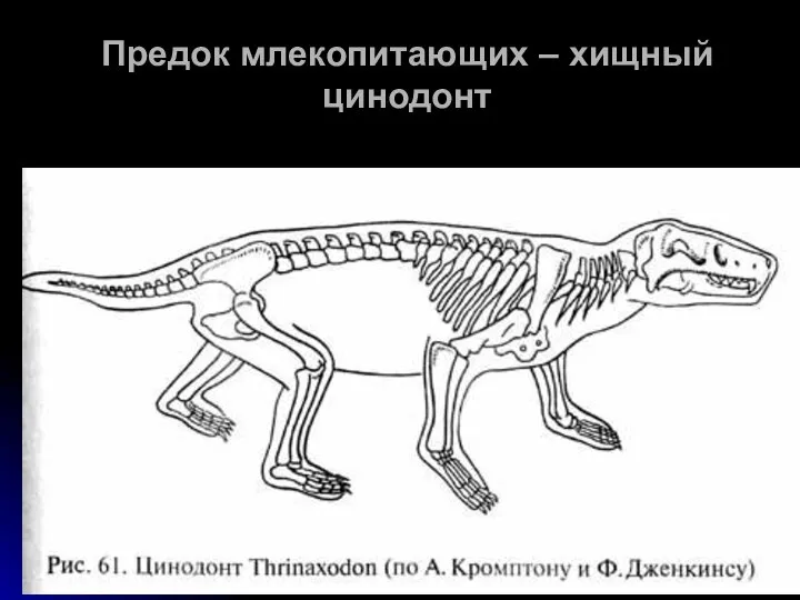 Предок млекопитающих – хищный цинодонт