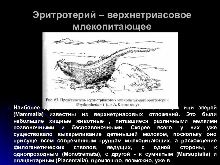 Эритротерий – верхнетриасовое млекопитающее Наиболее древние ископаемые остатки млекопитающих или зверей