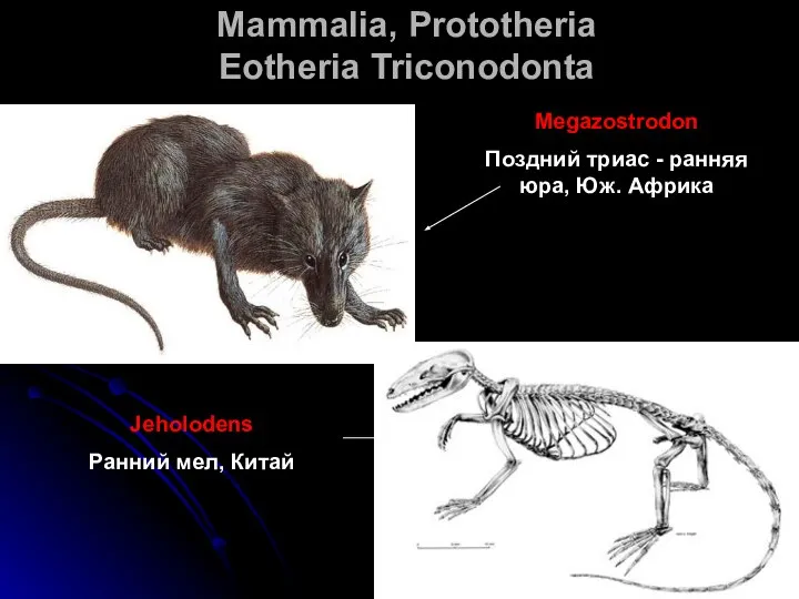 Mammalia, Prototheria Eotheria Triconodonta Megazostrodon Поздний триас - ранняя юра, Юж. Африка Jeholodens Ранний мел, Китай