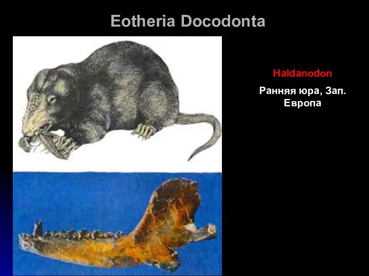 Eotheria Docodonta Haldanodon Ранняя юра, Зап. Европа