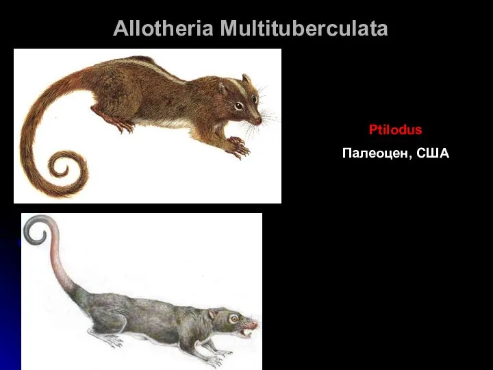 Allotheria Multituberculata Ptilodus Палеоцен, США