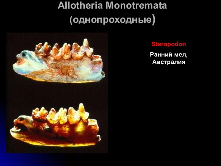 Allotheria Monotremata (однопроходные) Steropodon Ранний мел, Австралия