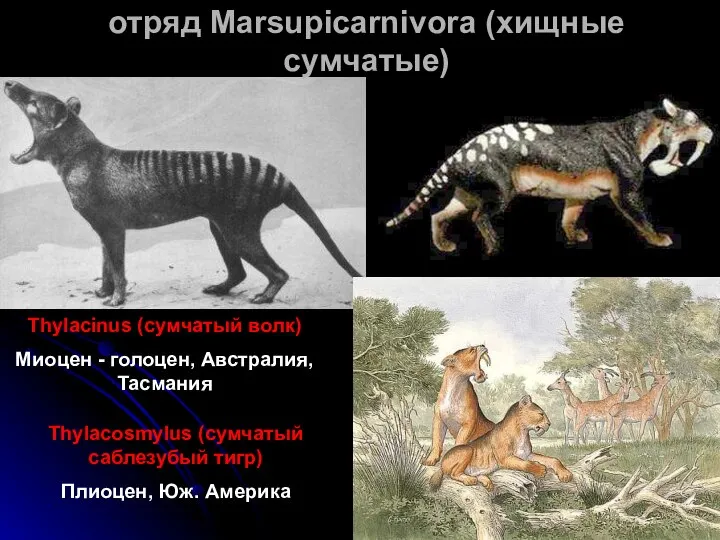 отряд Marsupicarnivora (хищные сумчатые) Thylacinus (сумчатый волк) Миоцен - голоцен, Австралия,