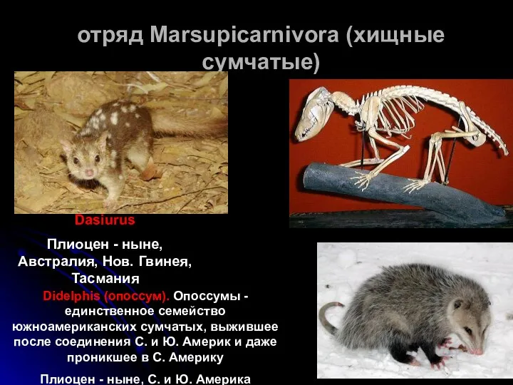 отряд Marsupicarnivora (хищные сумчатые) Dasiurus Плиоцен - ныне, Австралия, Нов. Гвинея,