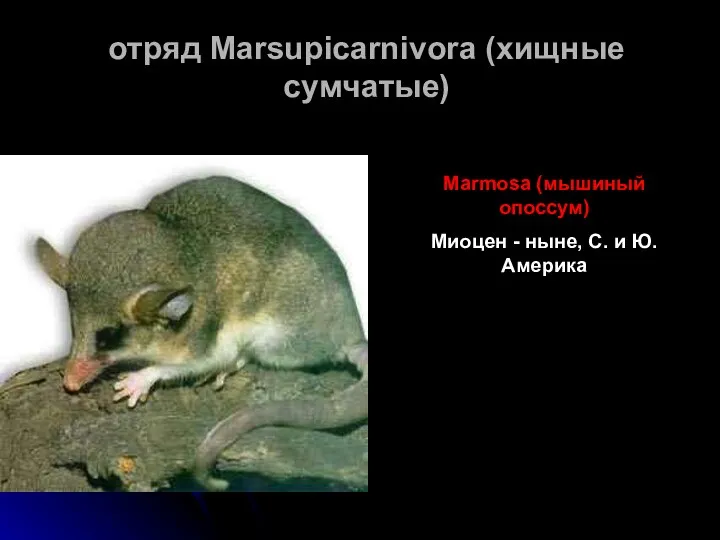 отряд Marsupicarnivora (хищные сумчатые) Marmosa (мышиный опоссум) Миоцен - ныне, С. и Ю. Америка