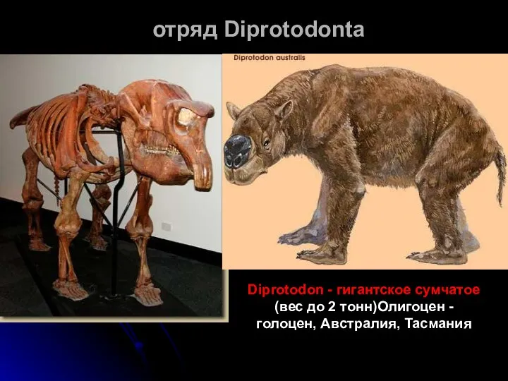 отряд Diprotodonta Diprotodon - гигантское сумчатое (вес до 2 тонн)Олигоцен - голоцен, Австралия, Тасмания