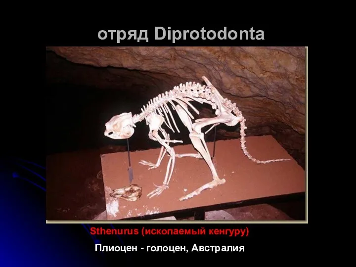 отряд Diprotodonta Sthenurus (ископаемый кенгуру) Плиоцен - голоцен, Австралия