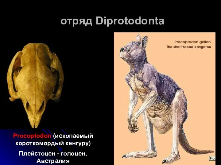 отряд Diprotodonta Procoptodon (ископаемый короткомордый кенгуру) Плейстоцен - голоцен, Австралия
