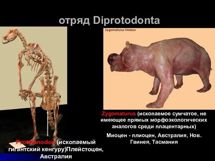 отряд Diprotodonta Protemnodon (ископаемый гигантский кенгуру)Плейстоцен, Австралия Zygomaturus (ископаемое сумчатое, не