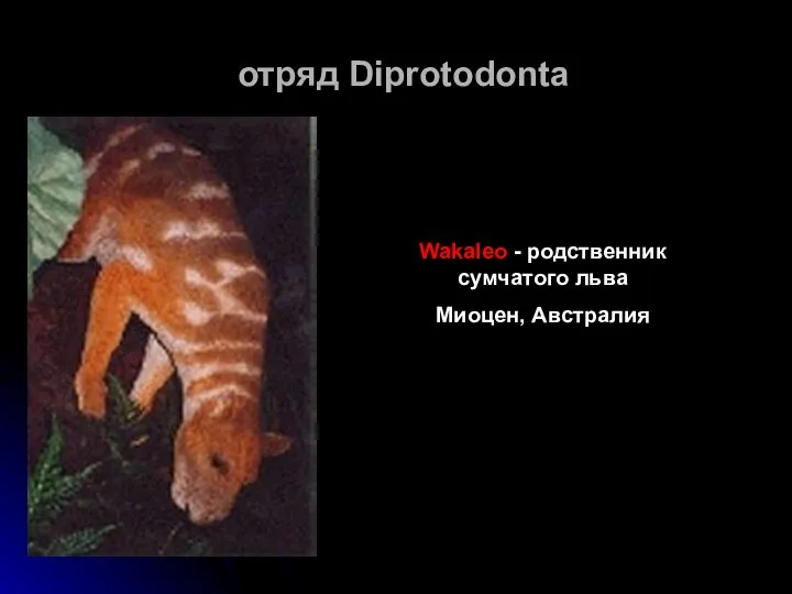 отряд Diprotodonta Wakaleo - родственник сумчатого льва Миоцен, Австралия