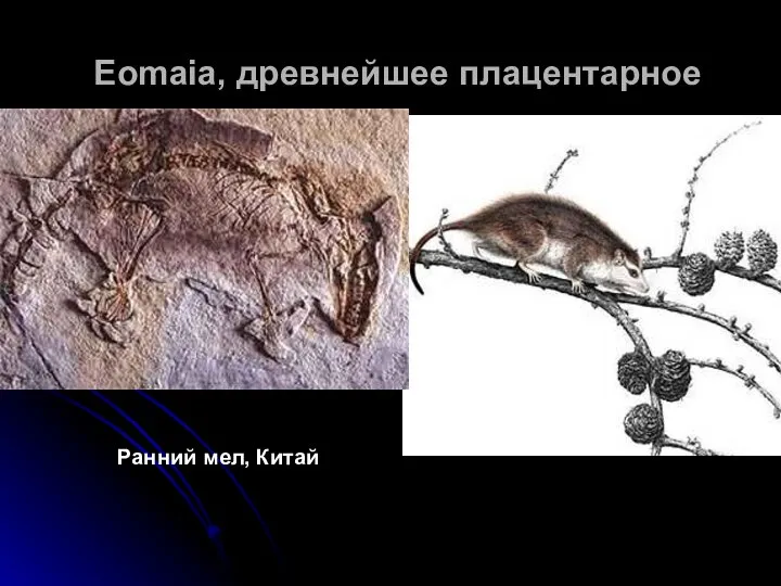 Eomaia, древнейшее плацентарное Ранний мел, Китай