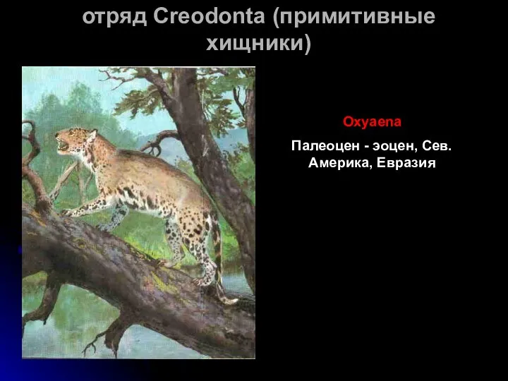 отряд Creodonta (примитивные хищники) Oxyaena Палеоцен - эоцен, Сев. Америка, Евразия