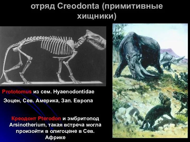 отряд Creodonta (примитивные хищники) Prototomus из сем. Hyaenodontidae Эоцен, Сев. Америка,