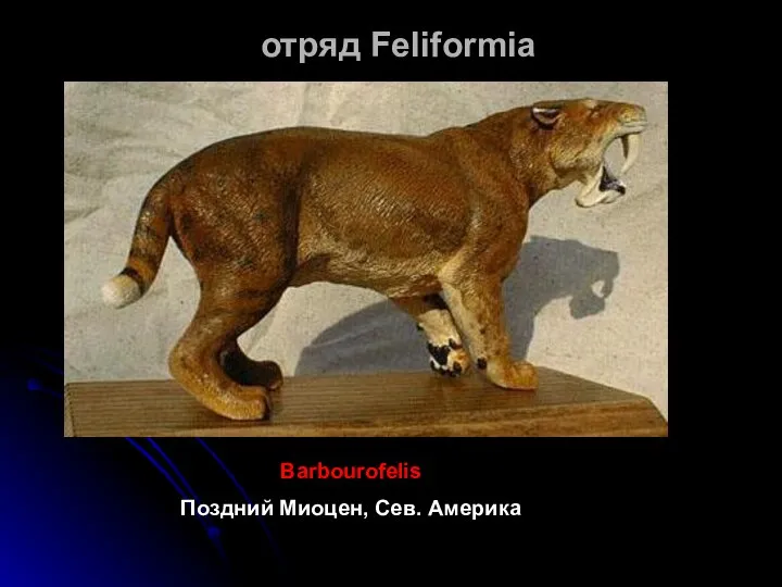 отряд Feliformia Barbourofelis Поздний Миоцен, Сев. Америка