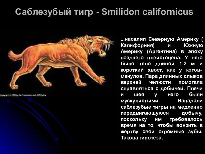 Саблезубый тигр - Smilidon californicus ...населял Северную Америку ( Калифорния) и