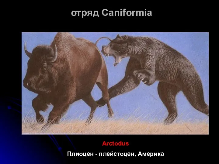 отряд Caniformia Arctodus Плиоцен - плейстоцен, Америка