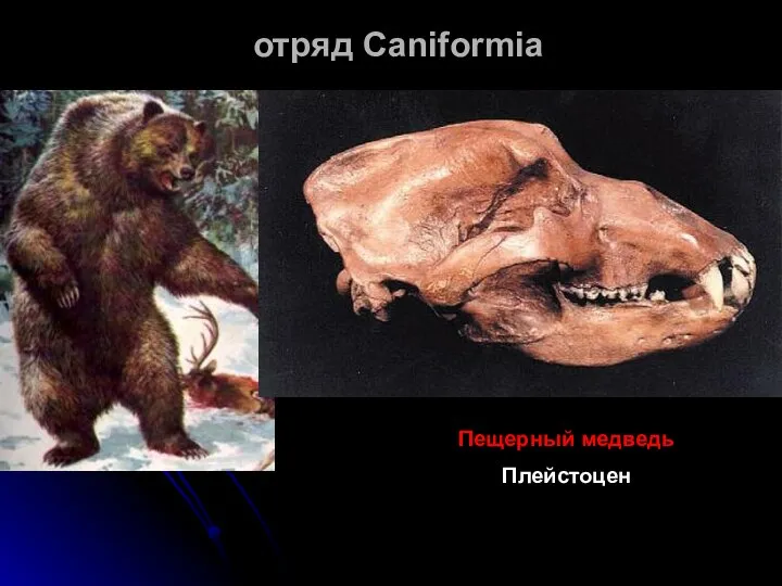 отряд Caniformia Пещерный медведь Плейстоцен