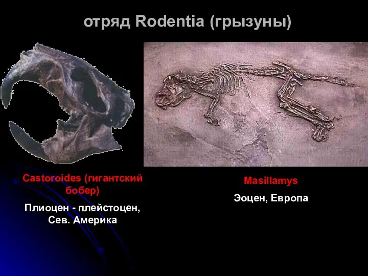 отряд Rodentia (грызуны) Castoroides (гигантский бобер) Плиоцен - плейстоцен, Сев. Америка Masillamys Эоцен, Европа