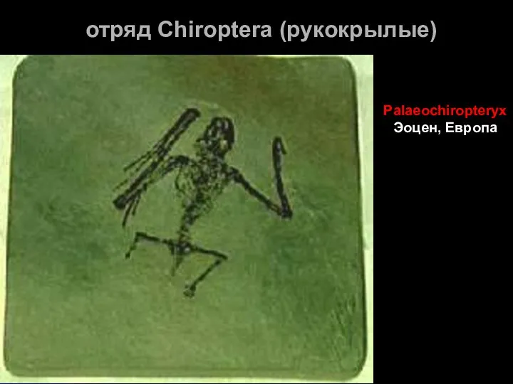 отряд Chiroptera (рукокрылые) PalaeochiropteryxЭоцен, Европа