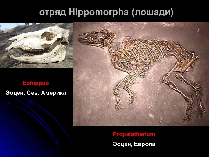 отряд Hippomorpha (лошади) Eohippus Эоцен, Сев. Америка Propalatherium Эоцен, Европа