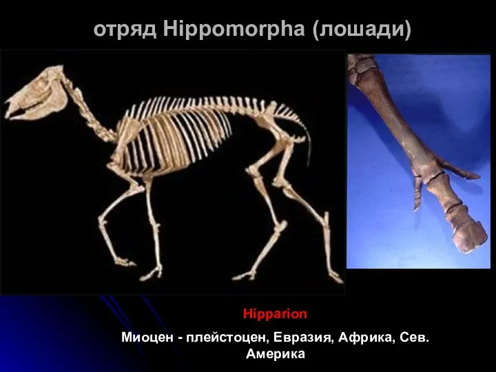 отряд Hippomorpha (лошади) Hipparion Миоцен - плейстоцен, Евразия, Африка, Сев. Америка