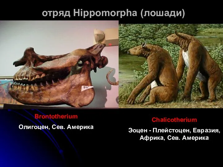 отряд Hippomorpha (лошади) Brontotherium Олигоцен, Сев. Америка Chalicotherium Эоцен - Плейстоцен, Евразия, Африка, Сев. Америка