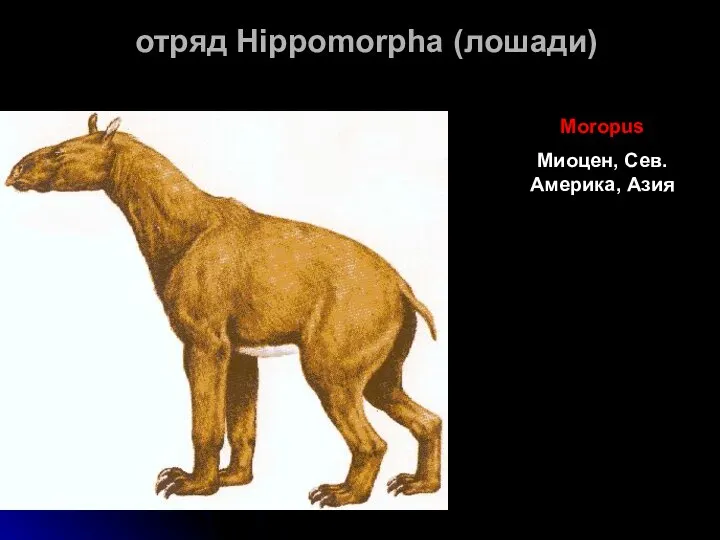 отряд Hippomorpha (лошади) Moropus Миоцен, Сев. Америка, Азия