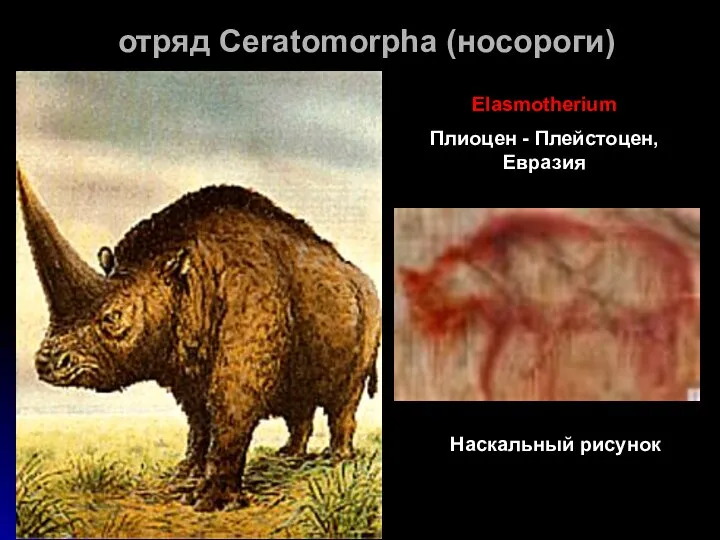отряд Ceratomorpha (носороги) Elasmotherium Плиоцен - Плейстоцен, Евразия Наскальный рисунок