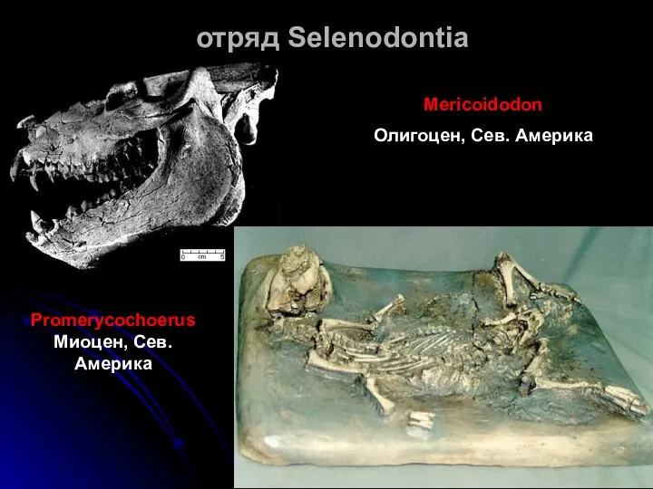 отряд Selenodontia Promerycochoerus Миоцен, Сев. Америка Mericoidodon Олигоцен, Сев. Америка