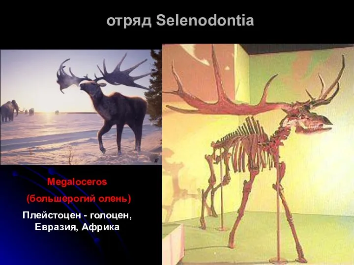 отряд Selenodontia Megaloceros (большерогий олень) Плейстоцен - голоцен, Евразия, Африка