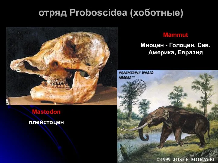 отряд Proboscidea (хоботные) Mastodon плейстоцен Mammut Миоцен - Голоцен, Сев. Америка, Евразия