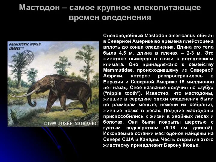 Мастодон – самое крупное млекопитающее времен оледенения Слоноподобный Mastodon americanus обитал