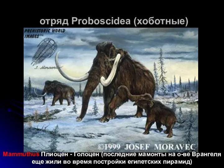 отряд Proboscidea (хоботные) Mammuthus Плиоцен - Голоцен (последние мамонты на о-ве