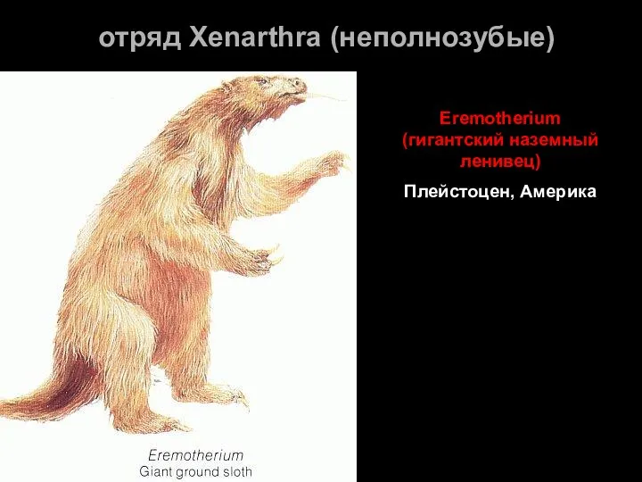 отряд Xenarthra (неполнозубые) Eremotherium (гигантский наземный ленивец) Плейстоцен, Америка