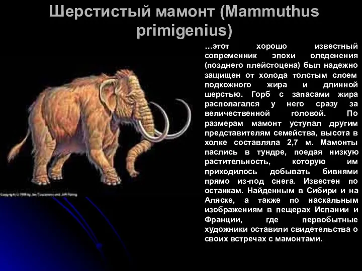 Шерстистый мамонт (Mammuthus primigenius) …этот хорошо известный современник эпохи оледенения (позднего