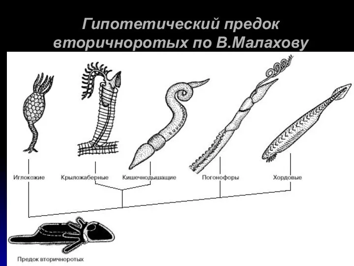 Гипотетический предок вторичноротых по В.Малахову