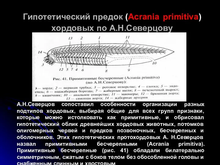 Гипотетический предок (Acrania primitiva) хордовых по А.Н.Северцову А.Н.Северцов сопоставил особенности организации