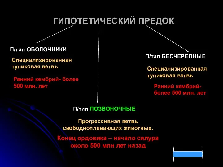 ГИПОТЕТИЧЕСКИЙ ПРЕДОК П/тип ОБОЛОЧНИКИ П/тип БЕСЧЕРЕПНЫЕ П/тип ПОЗВОНОЧНЫЕ Специализированная тупиковая ветвь