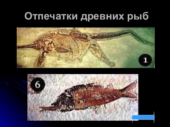 Отпечатки древних рыб