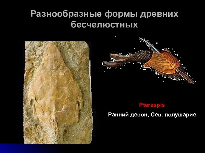 Разнообразные формы древних бесчелюстных Pteraspis Ранний девон, Сев. полушарие