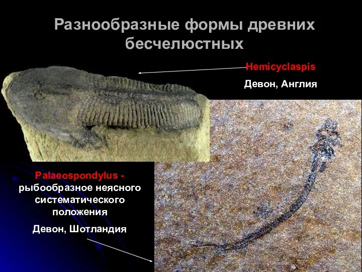 Разнообразные формы древних бесчелюстных Hemicyclaspis Девон, Англия Palaeospondylus - рыбообразное неясного систематического положения Девон, Шотландия