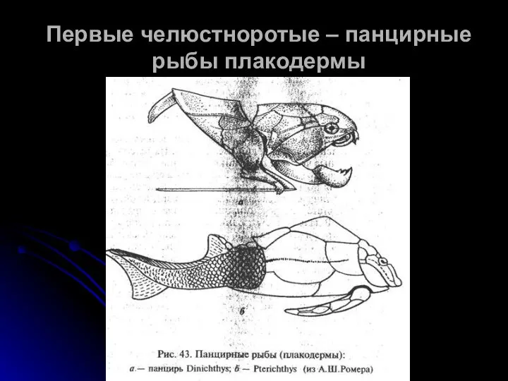 Первые челюстноротые – панцирные рыбы плакодермы