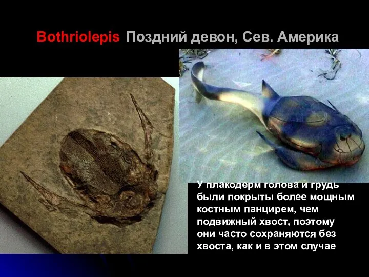 Bothriolepis Поздний девон, Сев. Америка У плакодерм голова и грудь были