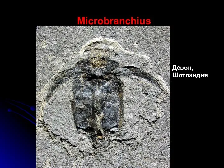 Microbranchius Девон, Шотландия