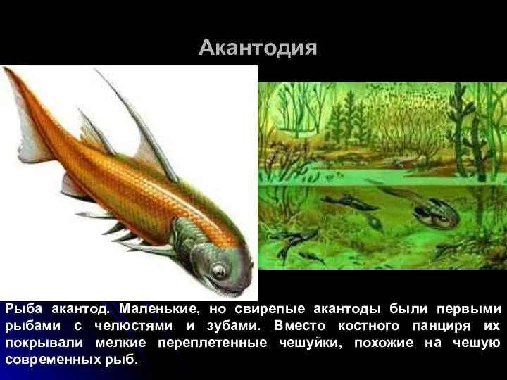 Акантодия Рыба акантод. Маленькие, но свирепые акантоды были первыми рыбами с