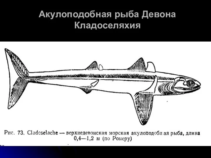 Акулоподобная рыба Девона Кладоселяхия