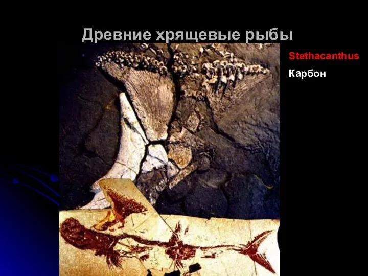 Древние хрящевые рыбы Stethacanthus Карбон